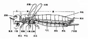 蝗虫结构