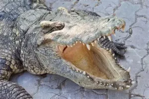鳄鱼牙齿 鳄鱼牙齿