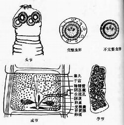 链状带绦虫 链状带绦虫