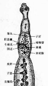 细粒棘球绦虫 细粒棘球绦虫
