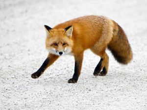 赤狐