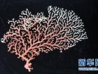 粉色柱星螅标本