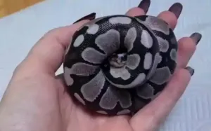 蜷缩成球防御姿态