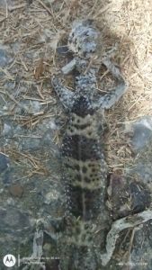 黄底深色斑点野生型