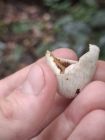 巨人守宫（Rhacodactylus leachianus）典型体色或斑纹