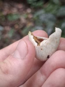 巨人守宫（Rhacodactylus leachianus）典型体色或斑纹