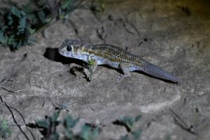 蛙眼守宫（Teratoscincus scincus）典型体色或斑纹