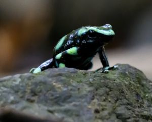箭毒蛙&nbsp;整体形态照