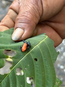 箭毒蛙（Dendrobates&nbsp;tinctorius）典型体色或斑纹