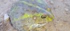非洲牛蛙（Pyxicephalus adspersus）典型体色或斑纹