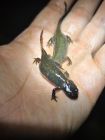 东方蝾螈（Cynops orientalis）典型体色或斑纹