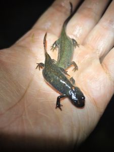 东方蝾螈(Cynops orientalis)典型体色或斑纹 东方蝾螈(Cynops orientalis)典型体色或斑纹