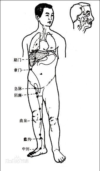 足厥阴肝经