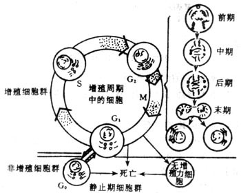 细胞增殖