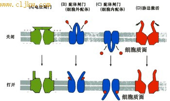 被动扩散