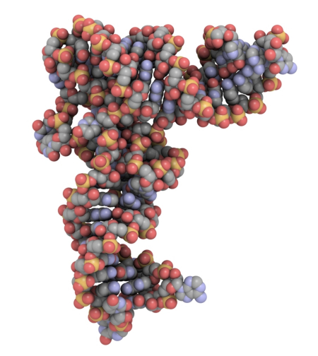 转运RNA