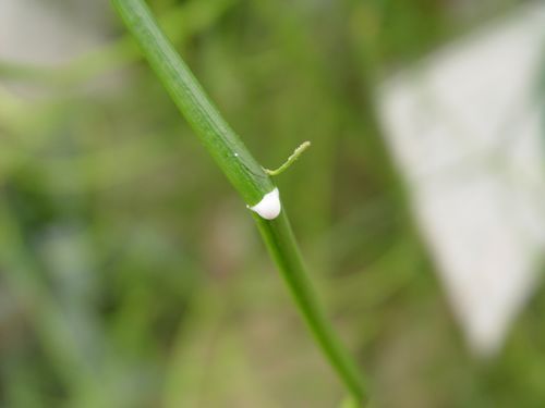 植物乳汁
