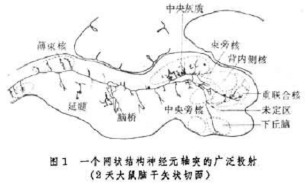 脑干网状结构