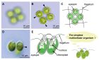The simplest multicellular organism unveiled | The University of Tokyo