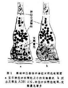神经内分泌