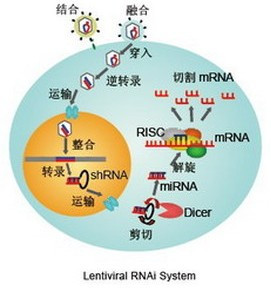 慢病毒载体