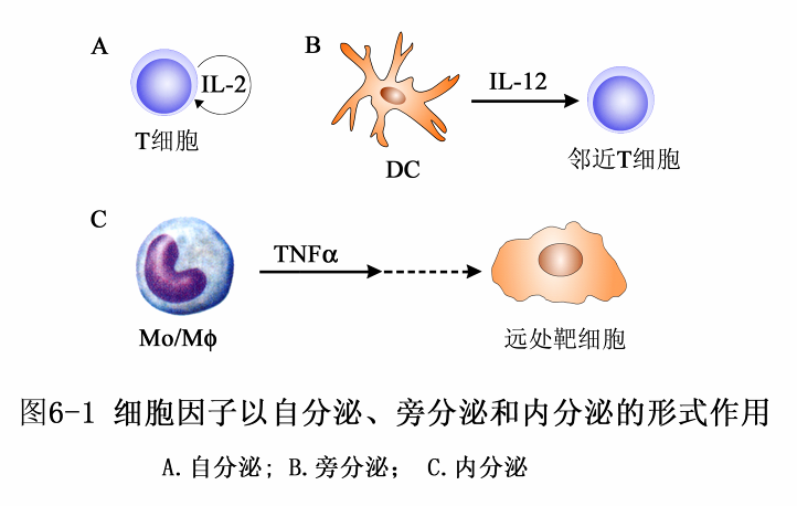 细胞因子