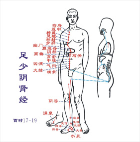 足少阴肾经