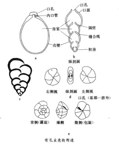 有孔虫