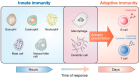 Adaptive immunity