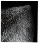 Figure 16.7. Scanning electron micrograph of an early chick forelimb bud, with its apical ectodermal ridge in the foreground.