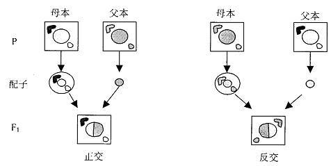 染色体外遗传