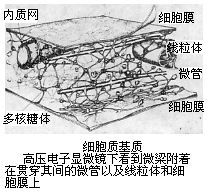 细胞基质