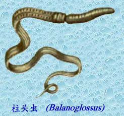 半索动物