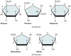 Monosaccharides, Disaccharides, and Polysaccharides