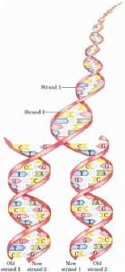 DNA的复制过程