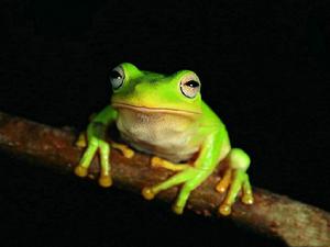 青蛙- 生物百科- 生物行